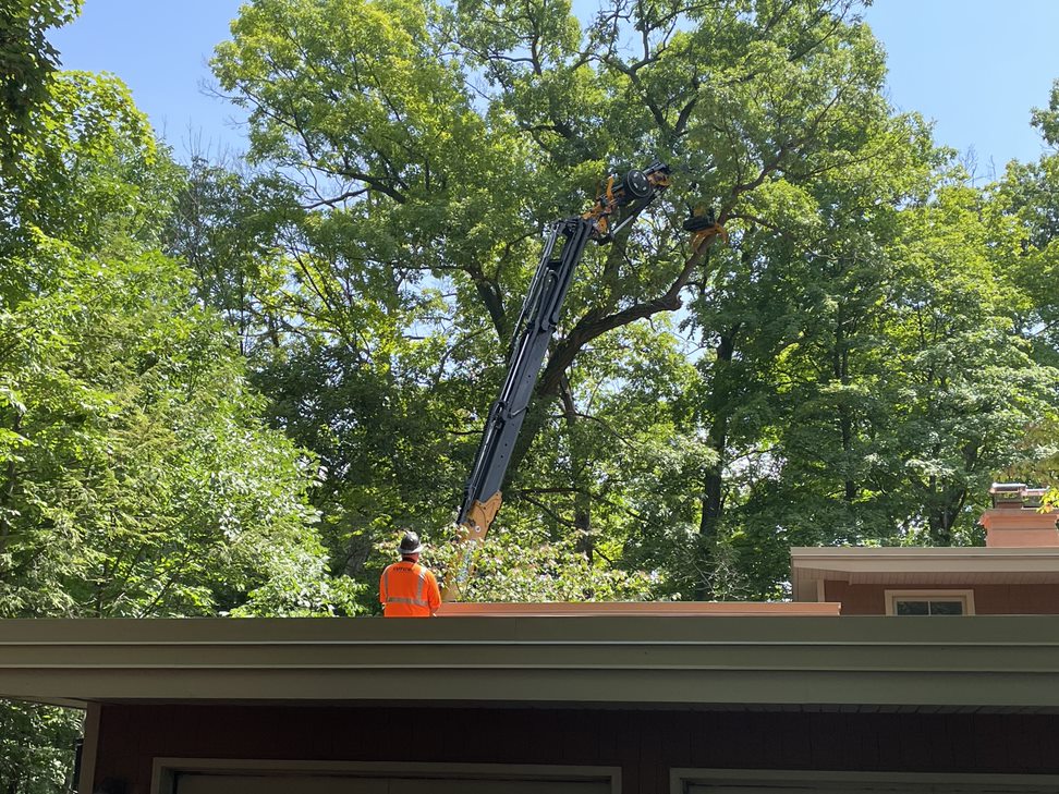 Faster, Safer Tree Removal for Less in Iron Ridge, WI