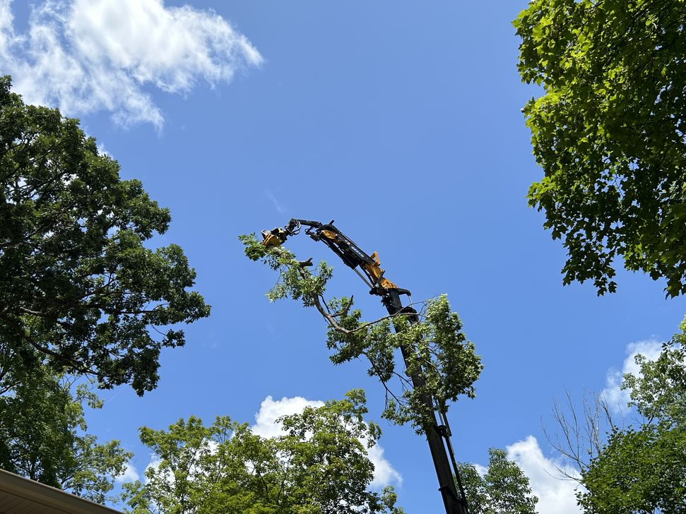 Faster, Safer Tree Removal for Less in Hustisford, WI
