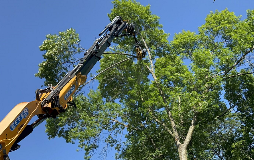 Certified Tree Removal & Arborist Services in Delafield, WI