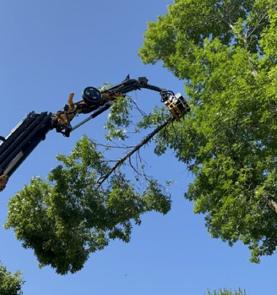 Tree removal, utility line clearance, emergency services & lot clearing in Hartland, WI