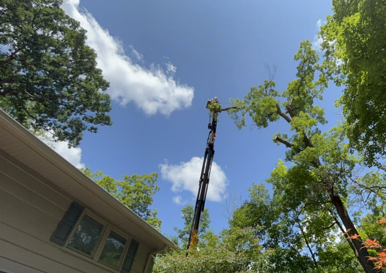 Muskego tree removal & lot clearing services