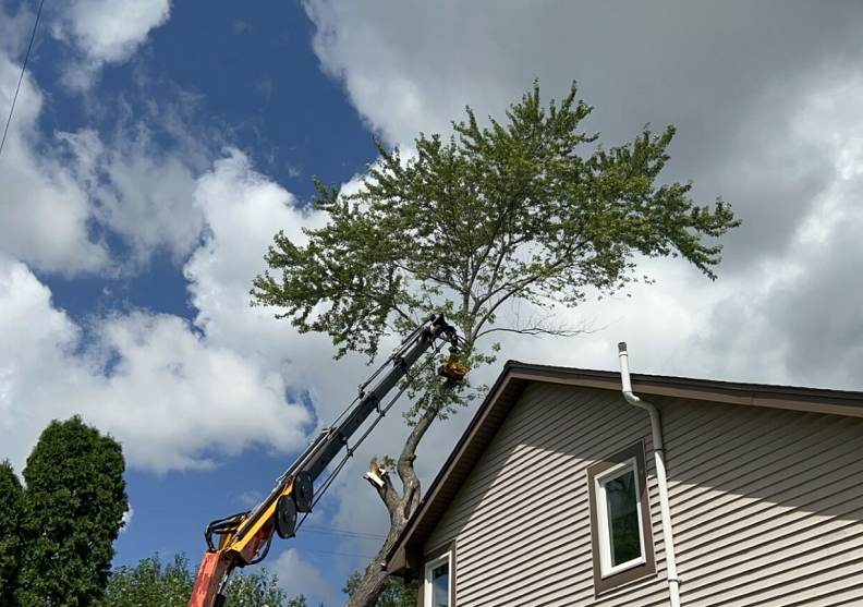 Pleasant Prairie, WI tree removal. lot clearing & stump grinding