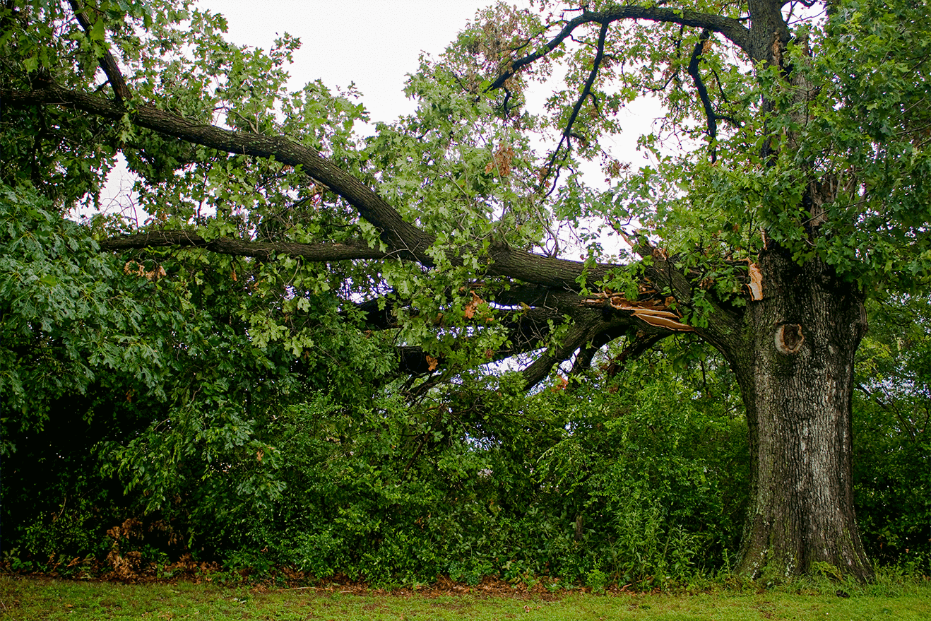 Emergency tree removals after storm damage in southeast WI Emergency tree removals after storm damage in southeast WI