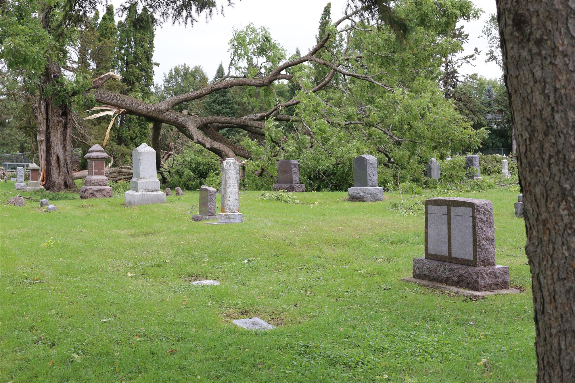 Cemetery Tree Removal Service for Southeastern Wisconsin