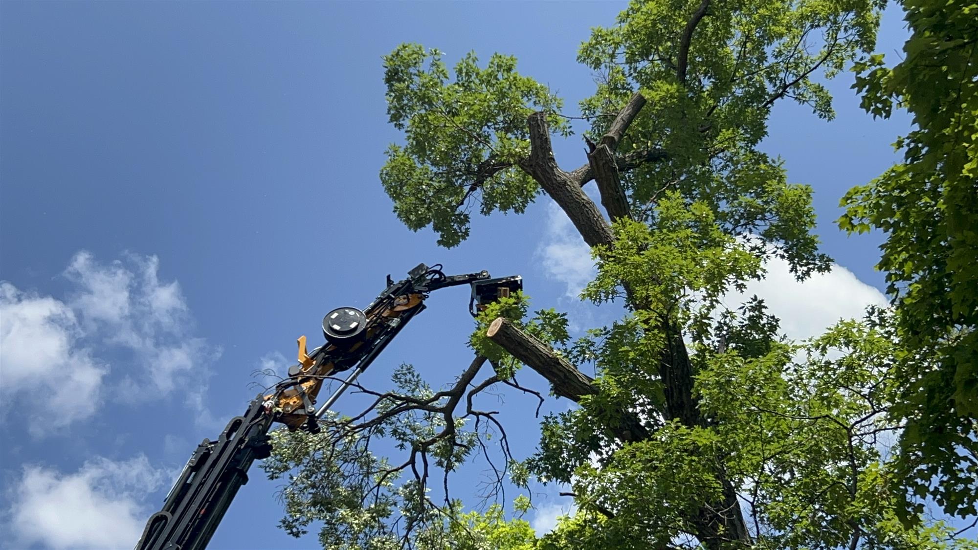 crane operated tree removal for SE Wisconsin public parks