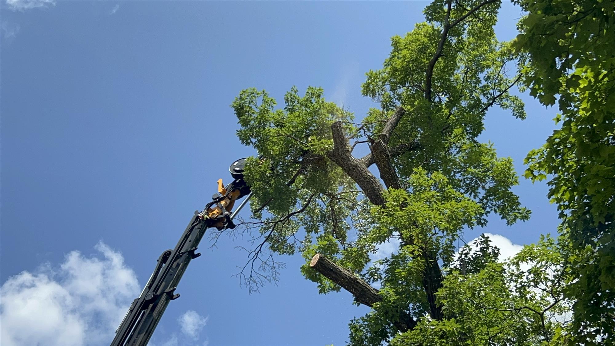 crane operated tree removal for trail clearing in SE WI