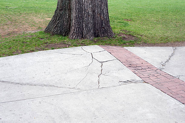 Remove trees cracking sidewalks in Wisconsin