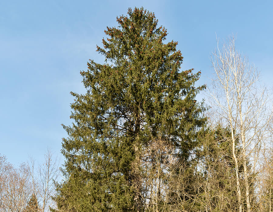 Pine & Evergreen Tree Removal Service Wisconsin