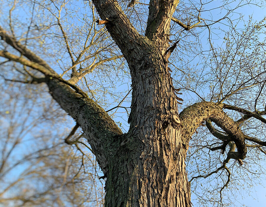 Silver Maple Tree Removal