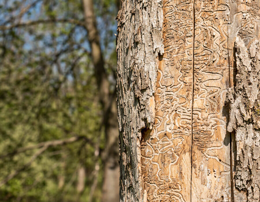 Ash Tree Removal in Southeast WI