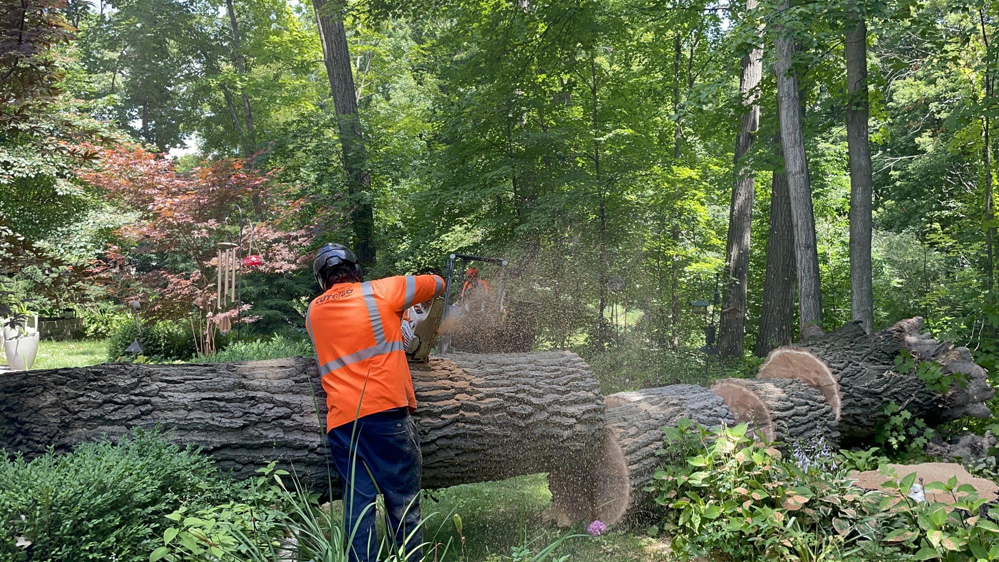 tree removals for municipal properties in SE Wisconsin 