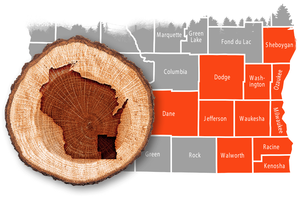 Fast, affordable tree removals in southeast WI