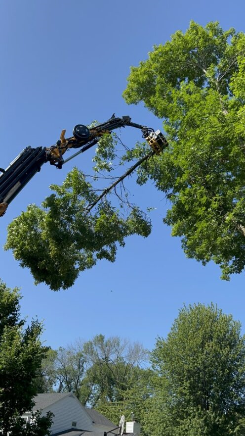 hazardous tree removal service in Wales 