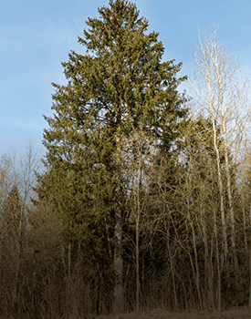 Tree Surgeon Cardiff