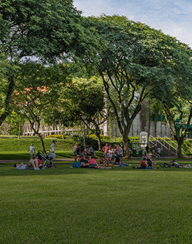 tree removal for city parks