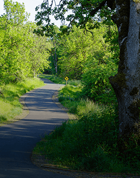 tree removal for hiking and biking trails